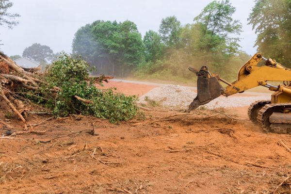 Ground Clearing in Berkeley