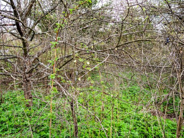 Underbrush Clearing in Berkeley