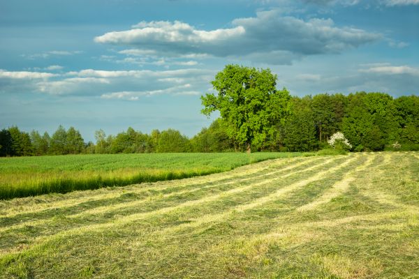Cost of Vegetation Removal in Berkeley