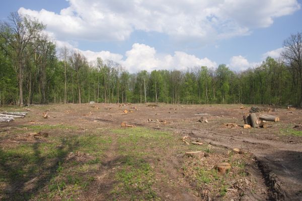Cost of Pasture Clearing in Berkeley