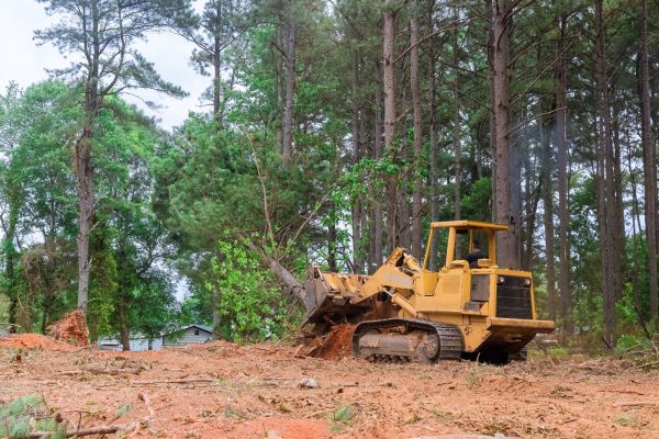 Forest Thinning in Berkeley