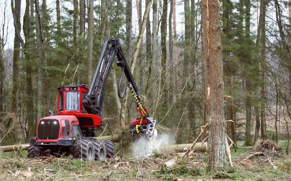 Cost of Forest Clearance Service in Berkeley