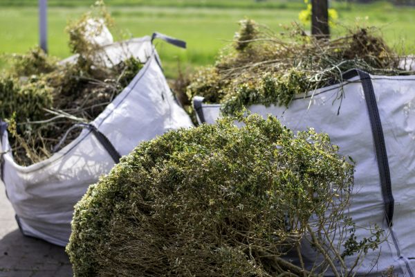 Cost of Bushes Clearing in Berkeley