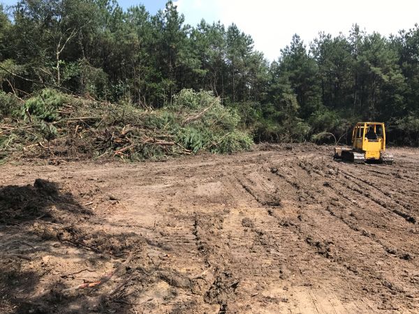 Cost of Thicket Clearing in Berkeley